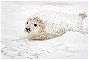 Helgoland im Winter